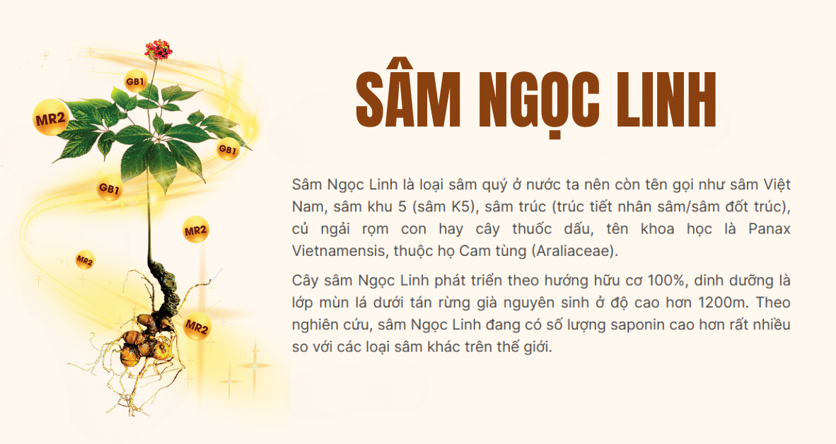 Cách trồng sâm Ngọc Linh tại nhà